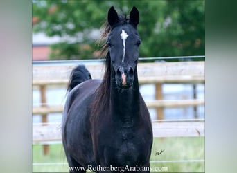 Arabe égyptien, Jument, 4 Ans, 146 cm, Noir