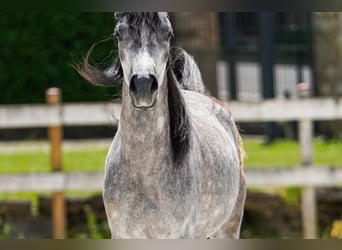 Arabe égyptien, Jument, 4 Ans, 155 cm, Gris