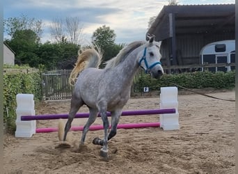 Arabe égyptien, Jument, 5 Ans, 147 cm, Gris moucheté