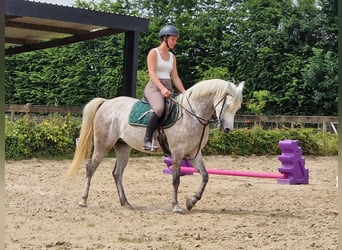 Arabe égyptien, Jument, 5 Ans, 147 cm, Gris moucheté