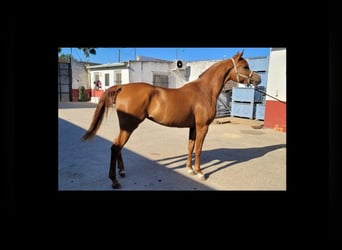 Arabe égyptien, Jument, 5 Ans, 160 cm, Alezan