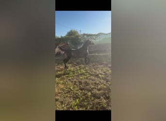 Arabe égyptien, Jument, 5 Ans, Gris