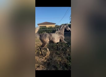 Arabe égyptien, Jument, 5 Ans, Gris