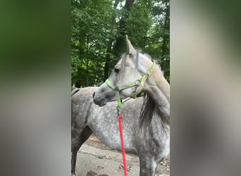 Arabe égyptien, Jument, 6 Ans, 152 cm, Gris