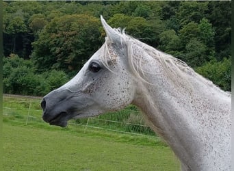 Arabe égyptien, Jument, 6 Ans, 152 cm, Gris moucheté