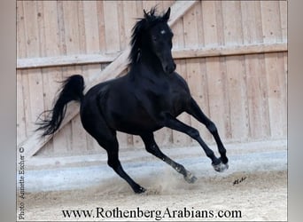 Arabe égyptien, Jument, 6 Ans, 153 cm, Noir