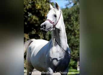 Arabe égyptien, Jument, 8 Ans, 152 cm, Gris