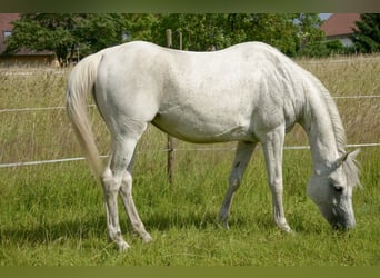 Arabe égyptien, Jument, 9 Ans, 153 cm, Gris