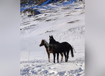 Arabe égyptien, Jument, 9 Ans, Noir