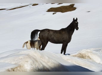Arabe égyptien, Jument, 9 Ans, Noir