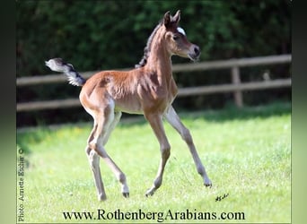 Arabe égyptien, Jument, Poulain (04/2024), 154 cm, Bai brun foncé