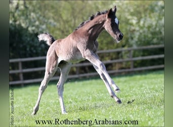 Arabe égyptien, Jument, Poulain (04/2024), 154 cm, Bai brun foncé