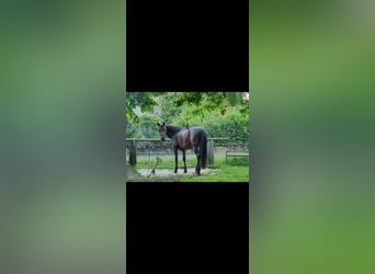 Árabe Shagya, Caballo castrado, 10 años, 160 cm, Castaño oscuro