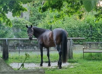 Árabe Shagya, Caballo castrado, 10 años, 160 cm, Castaño oscuro