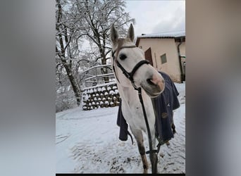 Árabe Shagya, Caballo castrado, 10 años, 163 cm, Tordo