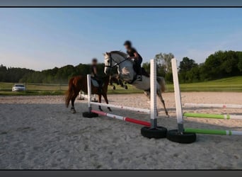 Árabe Shagya, Caballo castrado, 10 años, 163 cm, Tordo