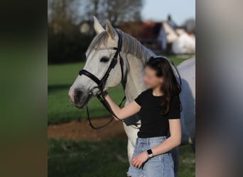 Árabe Shagya, Caballo castrado, 10 años, 163 cm, Tordo