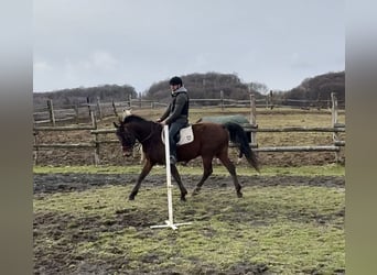 Árabe Shagya, Caballo castrado, 10 años, Castaño