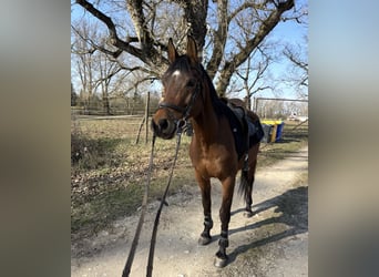 Árabe Shagya, Caballo castrado, 10 años, Castaño