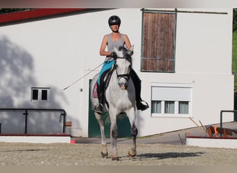 Árabe Shagya, Caballo castrado, 11 años, 166 cm, Tordo