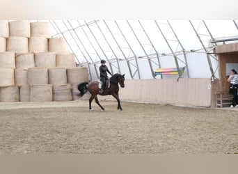 Árabe Shagya, Caballo castrado, 13 años, 160 cm