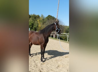 Árabe Shagya, Caballo castrado, 13 años, 160 cm