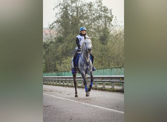 Árabe Shagya, Caballo castrado, 13 años, 160 cm, Tordo rodado