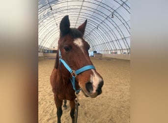 Árabe Shagya, Caballo castrado, 15 años, 150 cm, Castaño