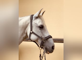 Árabe Shagya, Caballo castrado, 15 años, 158 cm, Tordo