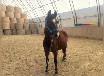 Árabe Shagya, Caballo castrado, 16 años, 150 cm, Castaño