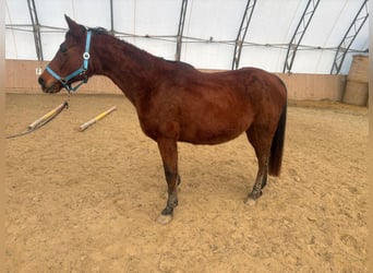 Árabe Shagya, Caballo castrado, 16 años, 150 cm, Castaño