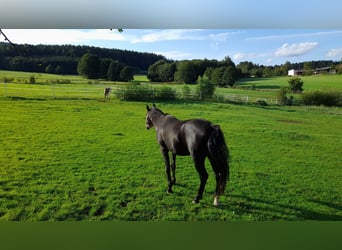 Árabe Shagya, Caballo castrado, 16 años, 152 cm, Negro