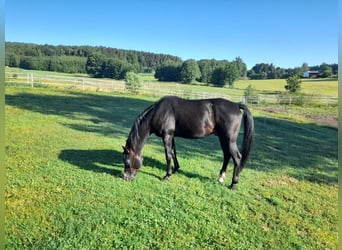 Árabe Shagya, Caballo castrado, 16 años, 152 cm, Negro