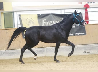 Árabe Shagya, Caballo castrado, 16 años, 152 cm, Negro