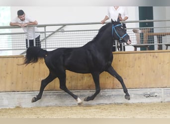 Árabe Shagya, Caballo castrado, 16 años, 152 cm, Negro