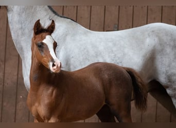 Árabe Shagya, Caballo castrado, 1 año, 160 cm, Musgo