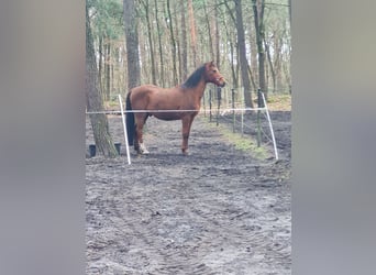 Árabe Shagya Mestizo, Caballo castrado, 23 años, 165 cm, Castaño