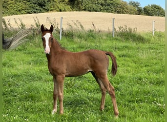 Árabe Shagya, Caballo castrado, 2 años, 160 cm, Musgo