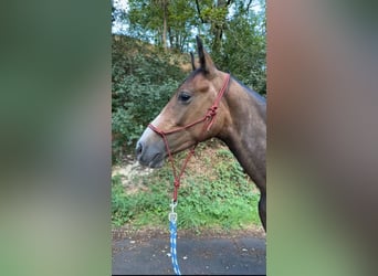 Árabe Shagya, Caballo castrado, 3 años, 145 cm, Tordo