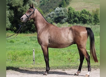 Árabe Shagya, Caballo castrado, 3 años, 155 cm, Tordo