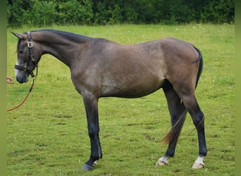 Árabe Shagya, Caballo castrado, 3 años, 161 cm, Tordo