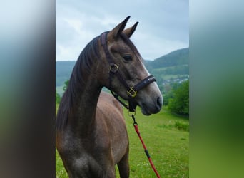 Árabe Shagya, Caballo castrado, 3 años, 161 cm, Tordo