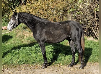 Árabe Shagya Mestizo, Caballo castrado, 4 años, 157 cm, Tordo