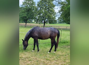 Árabe Shagya, Caballo castrado, 4 años, 160 cm, Tordo