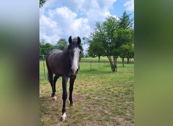 Árabe Shagya, Caballo castrado, 4 años, 160 cm, Tordo