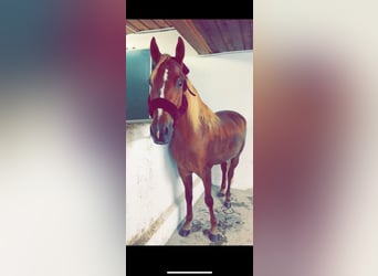 Árabe Shagya Mestizo, Caballo castrado, 5 años, 143 cm, Alazán