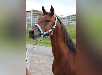 Árabe Shagya, Caballo castrado, 5 años, 151 cm, Castaño