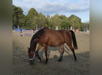 Árabe Shagya, Caballo castrado, 5 años, 153 cm, Castaño