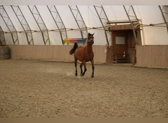 Árabe Shagya, Caballo castrado, 5 años, 154 cm, Castaño