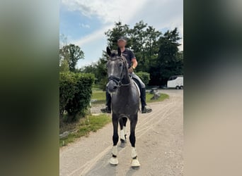 Árabe Shagya Mestizo, Caballo castrado, 5 años, Tordo